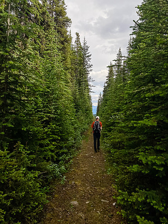 Hiking along the Whitegoat Creek trail.