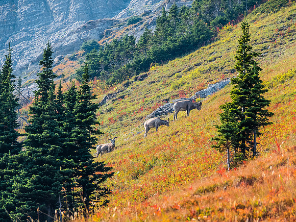 Tons of sheep in the area.