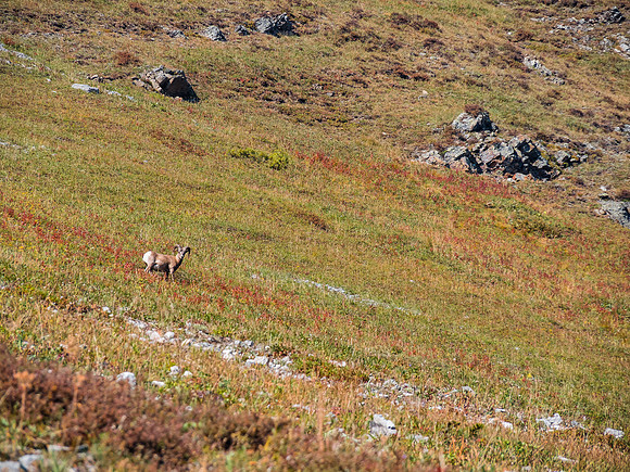 Tons of sheep in the area.