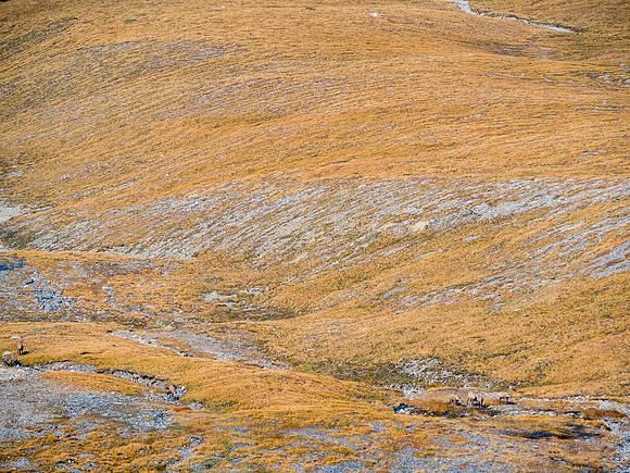 Sheep in the valley below Beehive Mountain.