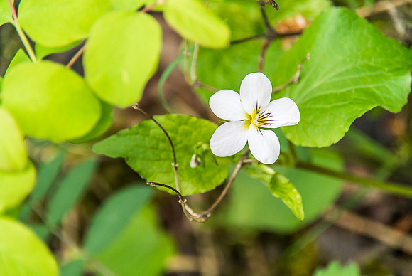 Flowers are everywhere on this hike.