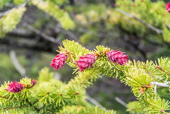 I've never seen the pines like this before - these are female cones I think.