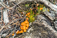 Brightly colored mushrooms.