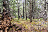 Bushwhacking to the summit - the trail is to our left but we missed it.