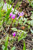 My favorite type of wildflower - the Shooting Star.