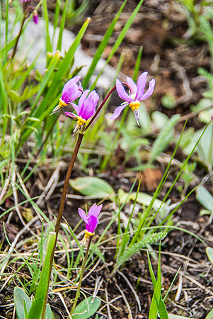 My favorite type of wildflower - the Shooting Star.