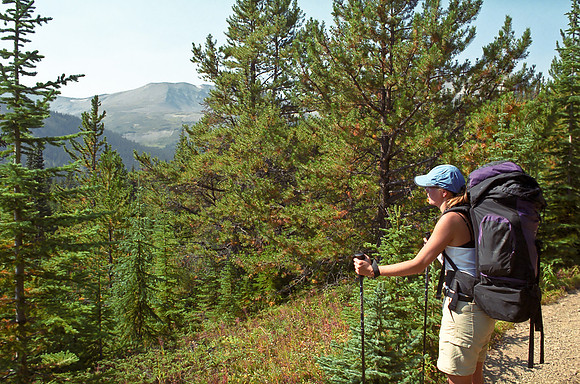 Above Evelyn Creek the trail keeps climbing towards the Little Shovel Pass and Snowbowl Campground at tree line.