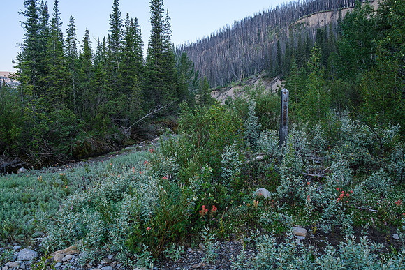 Hiking the Forbidden Creek Trail.