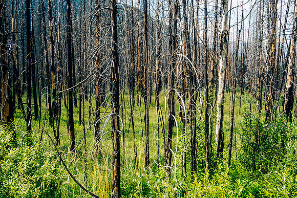 Hiking the Forbidden Creek Trail back to Skeleton Creek.