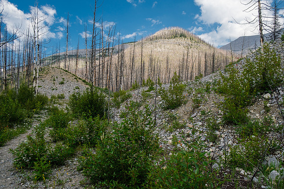 Hiking the Forbidden Creek Trail back to Skeleton Creek.