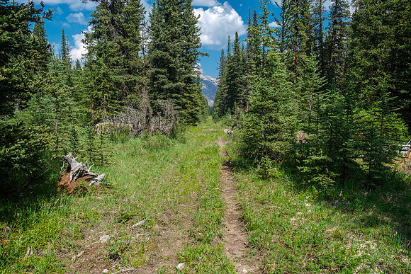 Hiking the Forbidden Creek Trail back to Skeleton Creek.