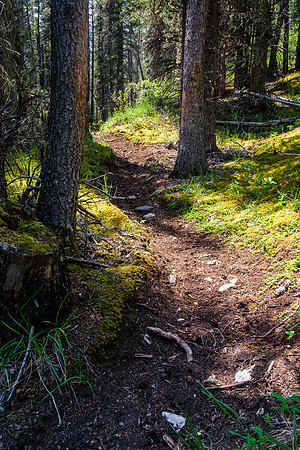 Hiking the Forbidden Creek Trail back to Skeleton Creek.