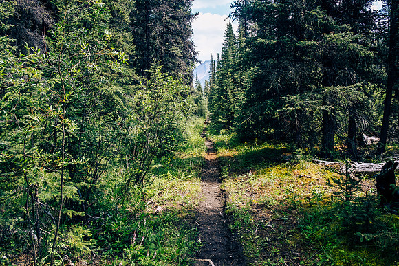 Hiking the Forbidden Creek Trail back to Skeleton Creek.