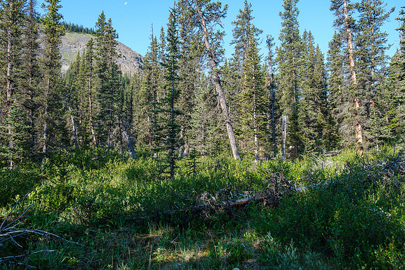 Bushwhacking to the north drainage of HH89.