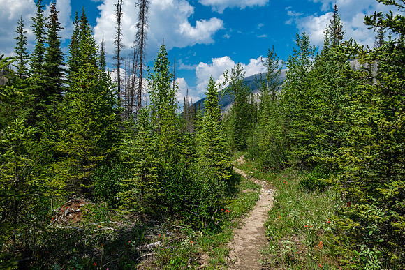 Hiking the Forbidden Creek Trail back to Skeleton Creek.
