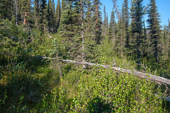 Bushwhacking to the north drainage of HH89.