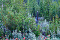 Hiking the Forbidden Creek Trail.