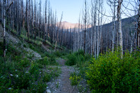 Dropping down to the Forbidden Creek Trail from Skeleton Creek.