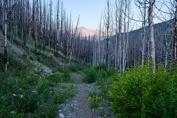 Dropping down to the Forbidden Creek Trail from Skeleton Creek.