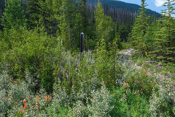 Hiking the Forbidden Creek Trail back to Skeleton Creek.