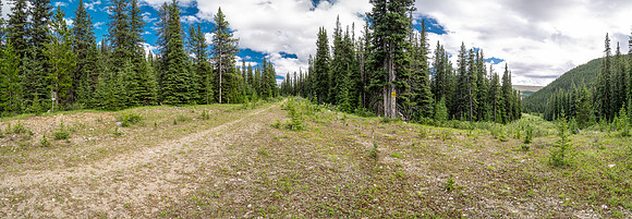 At the CC8 junction on the Scalp Creek Trail.