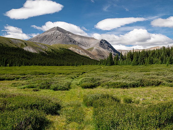 Hiking up the Scalp Creek trail / cutline.
