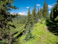 Hiking between the CC8 and CC9 junctions along the Scalp Creek Trail.