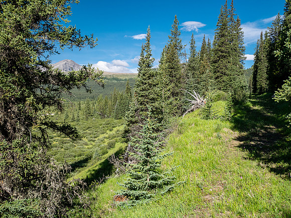 Hiking between the CC8 and CC9 junctions along the Scalp Creek Trail.