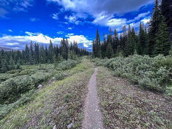 Biking back to Ya Ha Tinda along the Scalp Creek Trail.