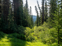 Hiking up the Scalp Creek trail / cutline.