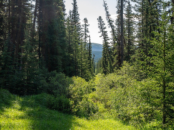 Hiking up the Scalp Creek trail / cutline.