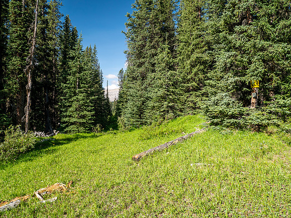 Hiking up the Scalp Creek trail / cutline.