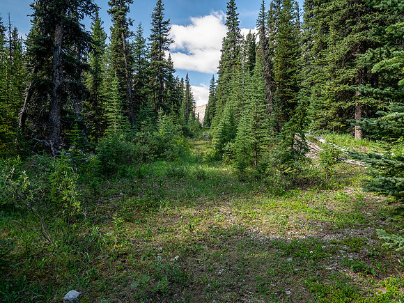 Hiking up the Scalp Creek trail / cutline.