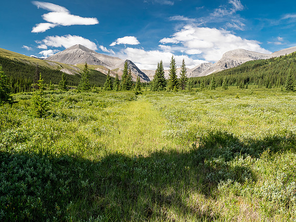 Hiking up the Scalp Creek trail / cutline.