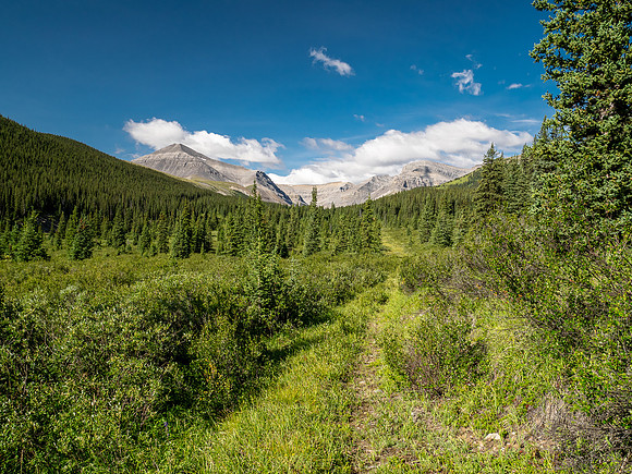 Hiking up the Scalp Creek trail / cutline.