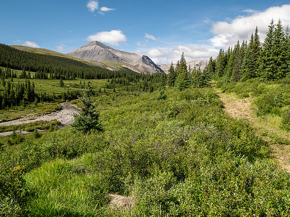 Hiking up the Scalp Creek trail / cutline.