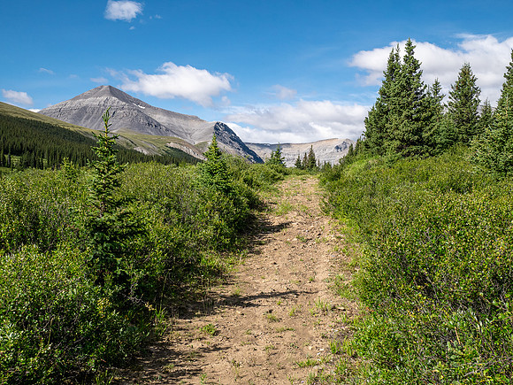 Hiking up the Scalp Creek trail / cutline.