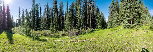 At the CC9 junction, looking up the Scalp Creek Trail.
