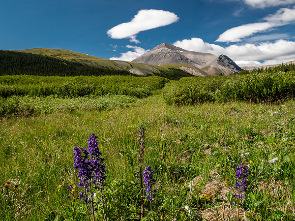 Hiking up the Scalp Creek trail / cutline.