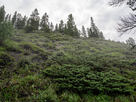 Ascending lower SW slopes from hwy 93.