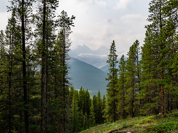 Descending SW forest back down to the Icefields Parkway.