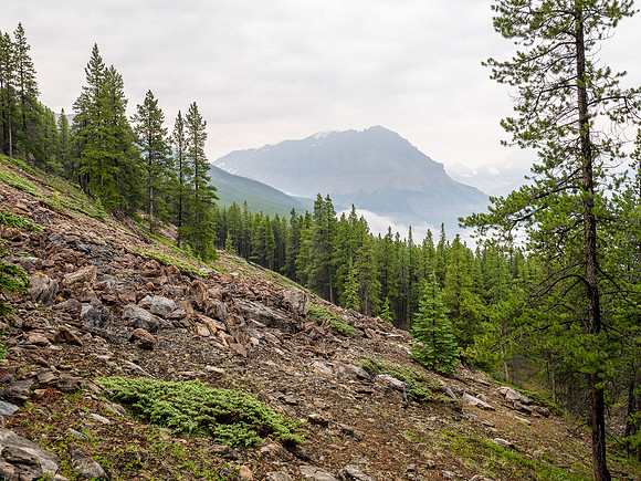 Ascending lower SW slopes from hwy 93 with views back over the valley.