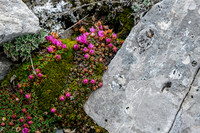 Color and fossil in the rock.