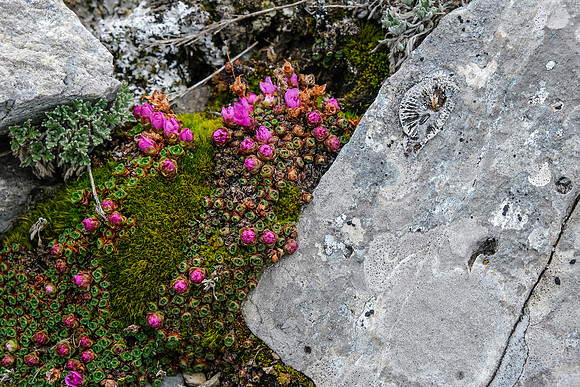 Color and fossil in the rock.
