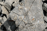 Tons of fossils here.