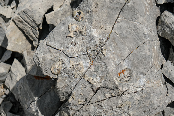 Tons of fossils here.