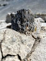 Horn Coral.