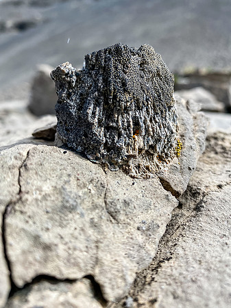 Horn Coral.