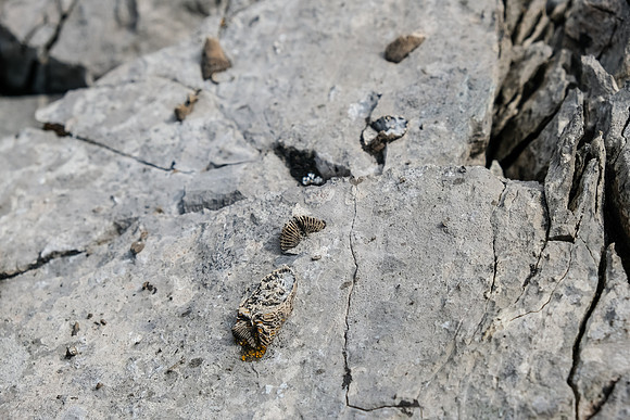Fossils in the valley.