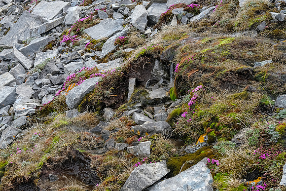 Color in the rock.